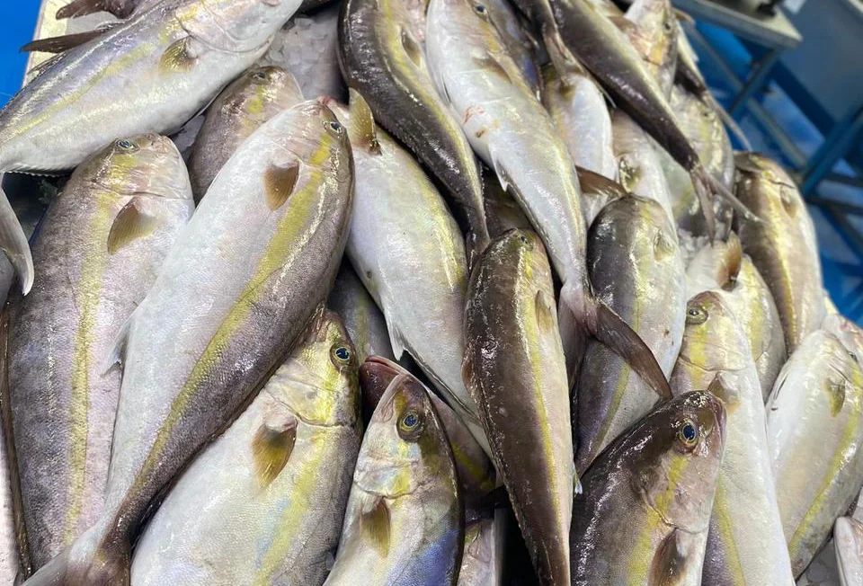 Amberjack