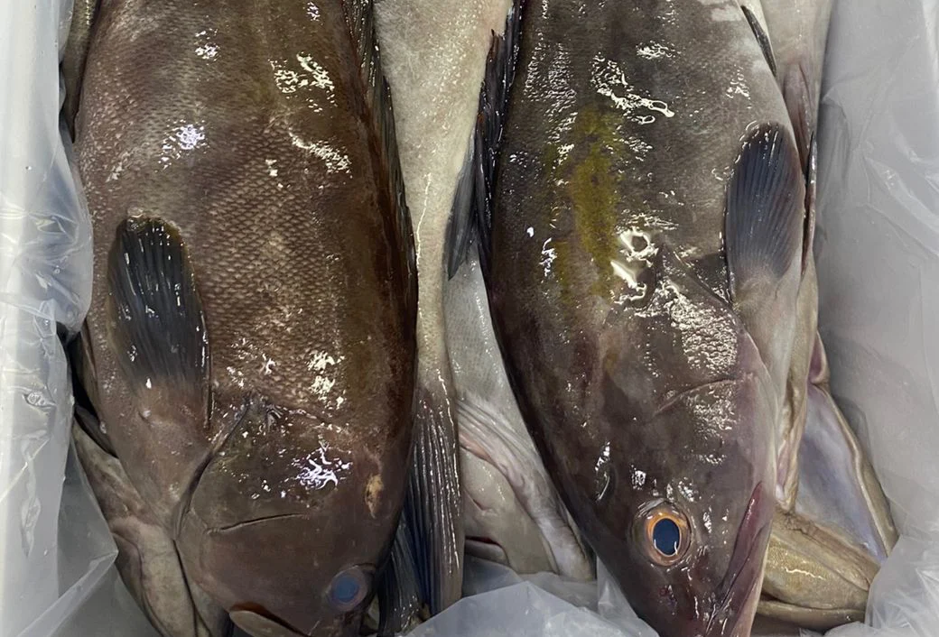Golden Grouper