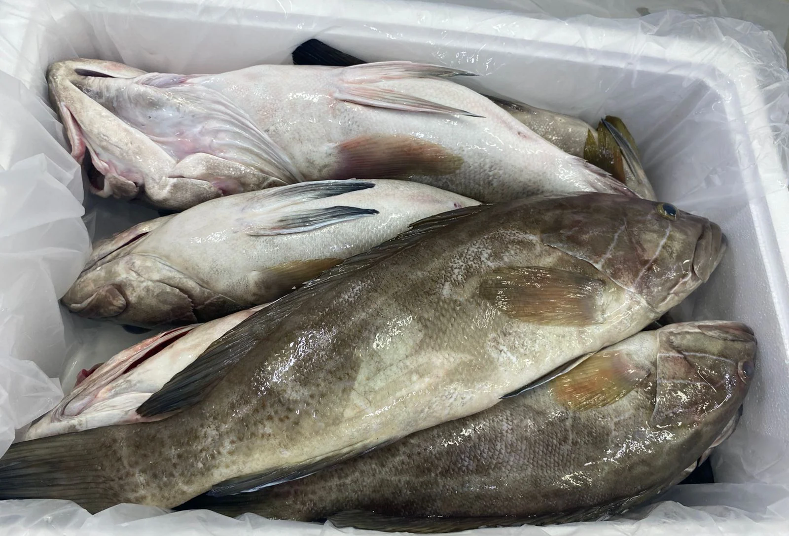 White Grouper