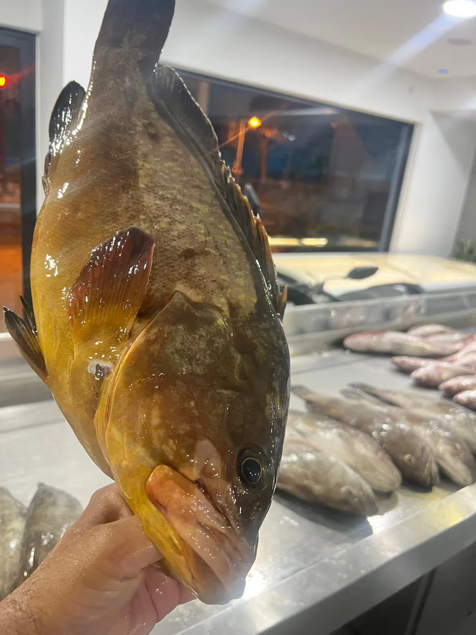 Yellowbelly Grouper